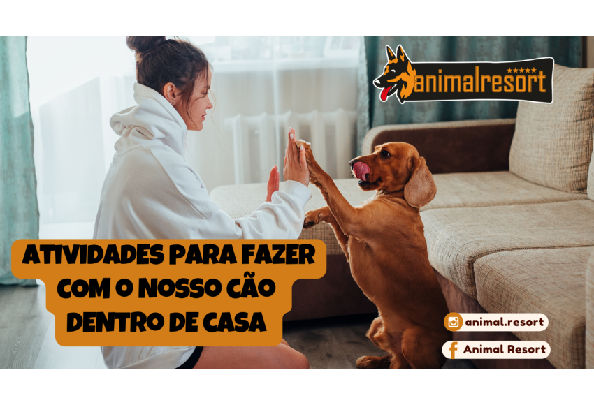 Atividades para fazer com o nosso cão dentro de casa 